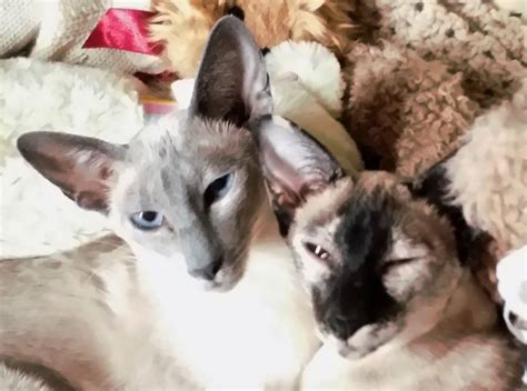 Kansas city siamese rescue - 222 votes, 19 comments. 58K subscribers in the Siamesecats community.